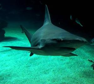 The shark dive at uShaka Sea World