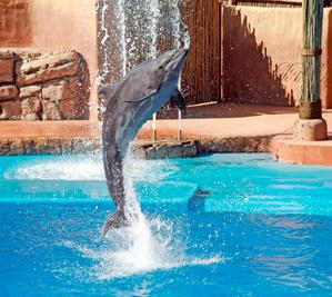 Oceanarium