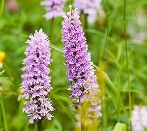 Orchid fields