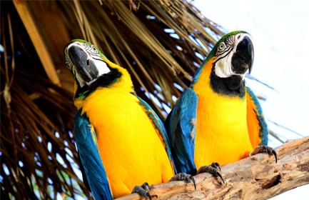 ショッピング、ビーチ、野生動物